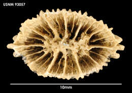 Image of Tropidocyathus seymourensis Filkorn 1994