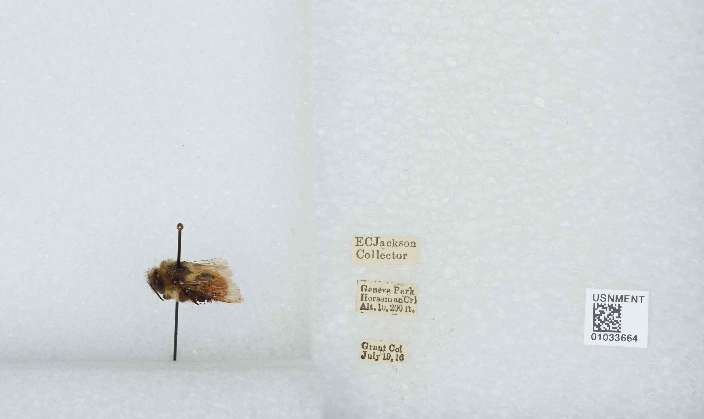 Image de Bombus sylvicola Kirby 1837