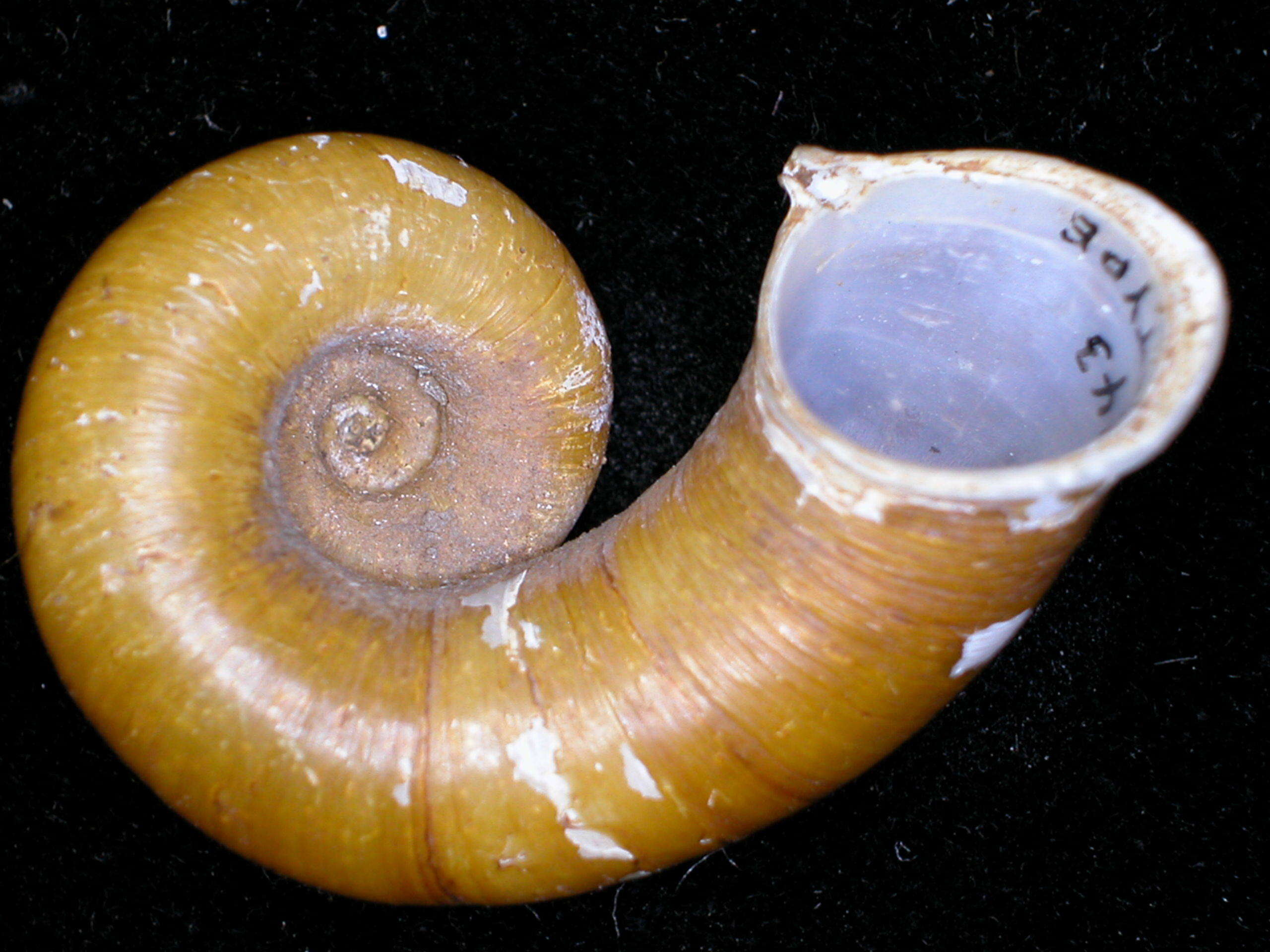 Слика од Rhiostoma smithi Bartsch 1932