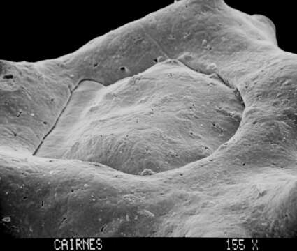 Image of Adelopora pseudothyron Cairns 1982