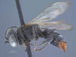 Image of Crabronid wasp