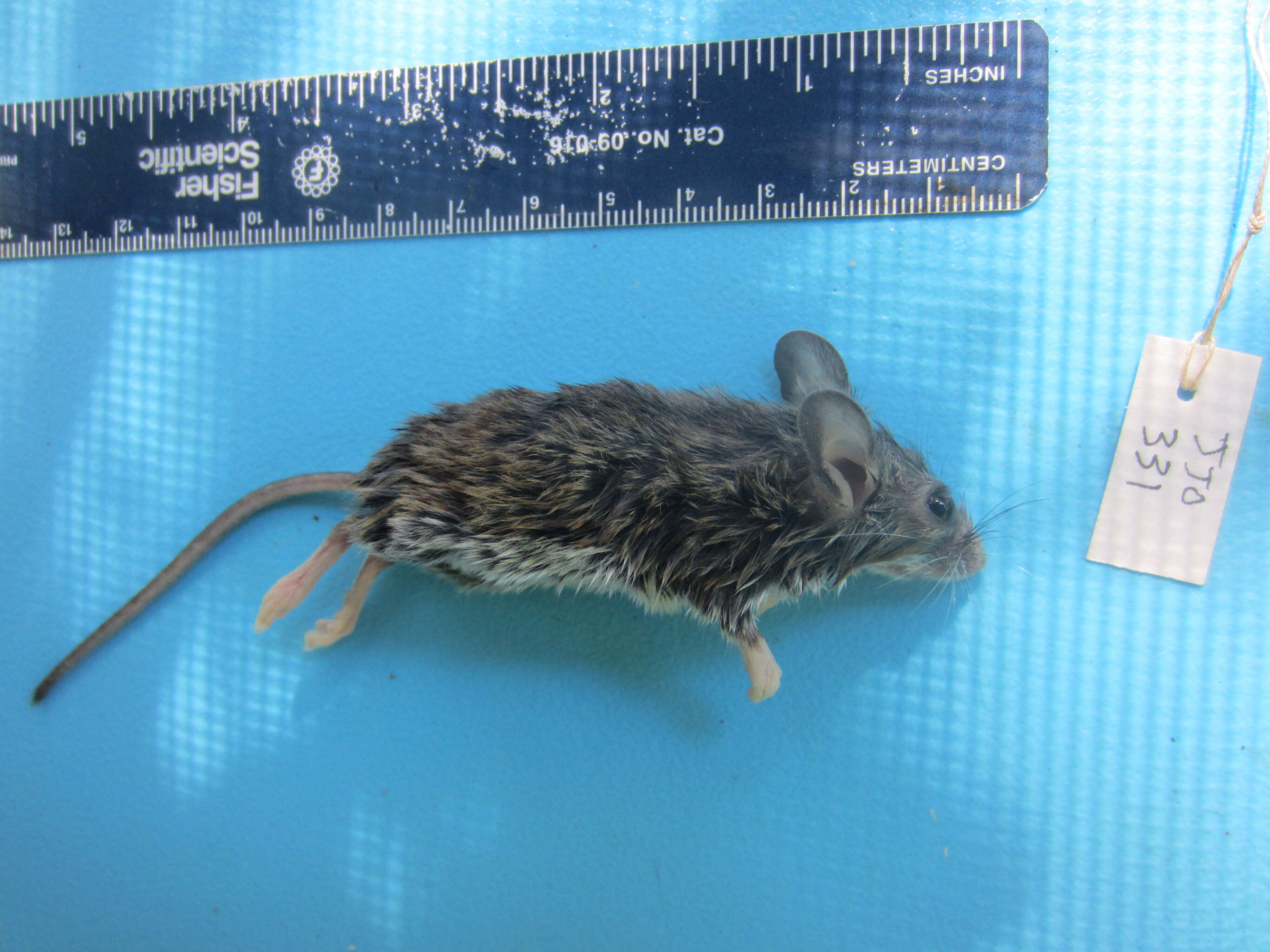 Image of White-footed Deermouse