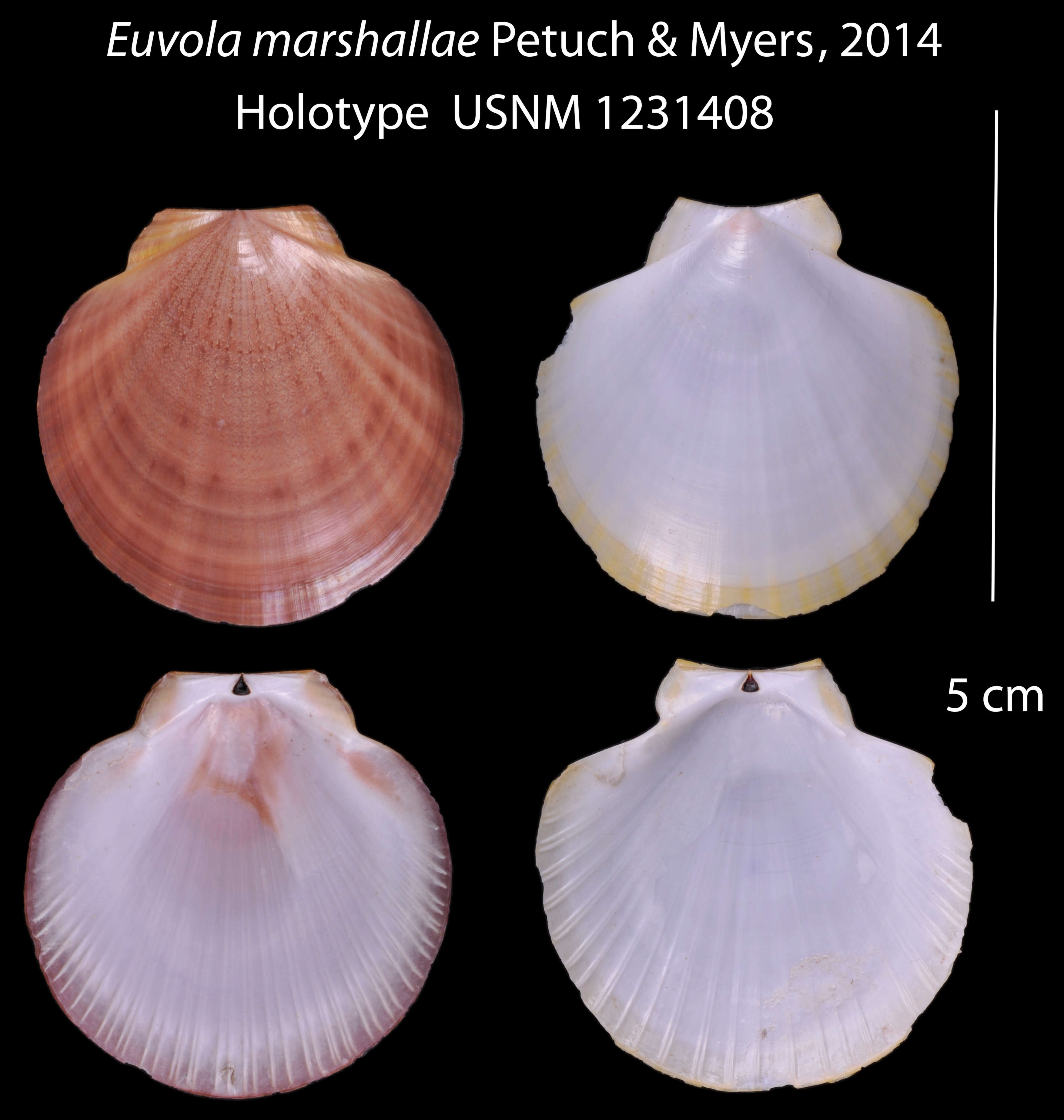 Image of Euvola marshallae Petuch & R. F. Myers 2014