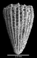 Image of Trematotrochus fenestratus (Tenison-Woods 1878)