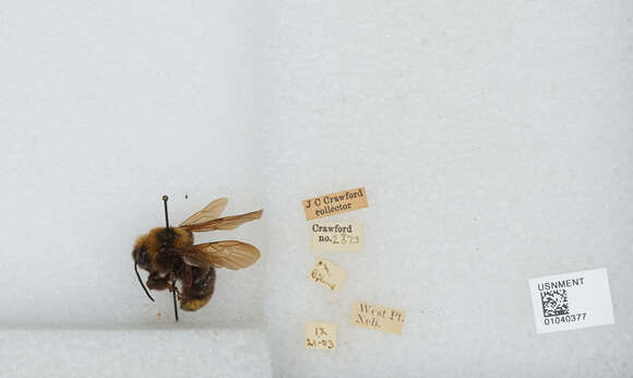 Image of Variable Cuckoo Bumblebee