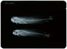 Image of Scartichthys enosimae Jordan & Snyder 1902