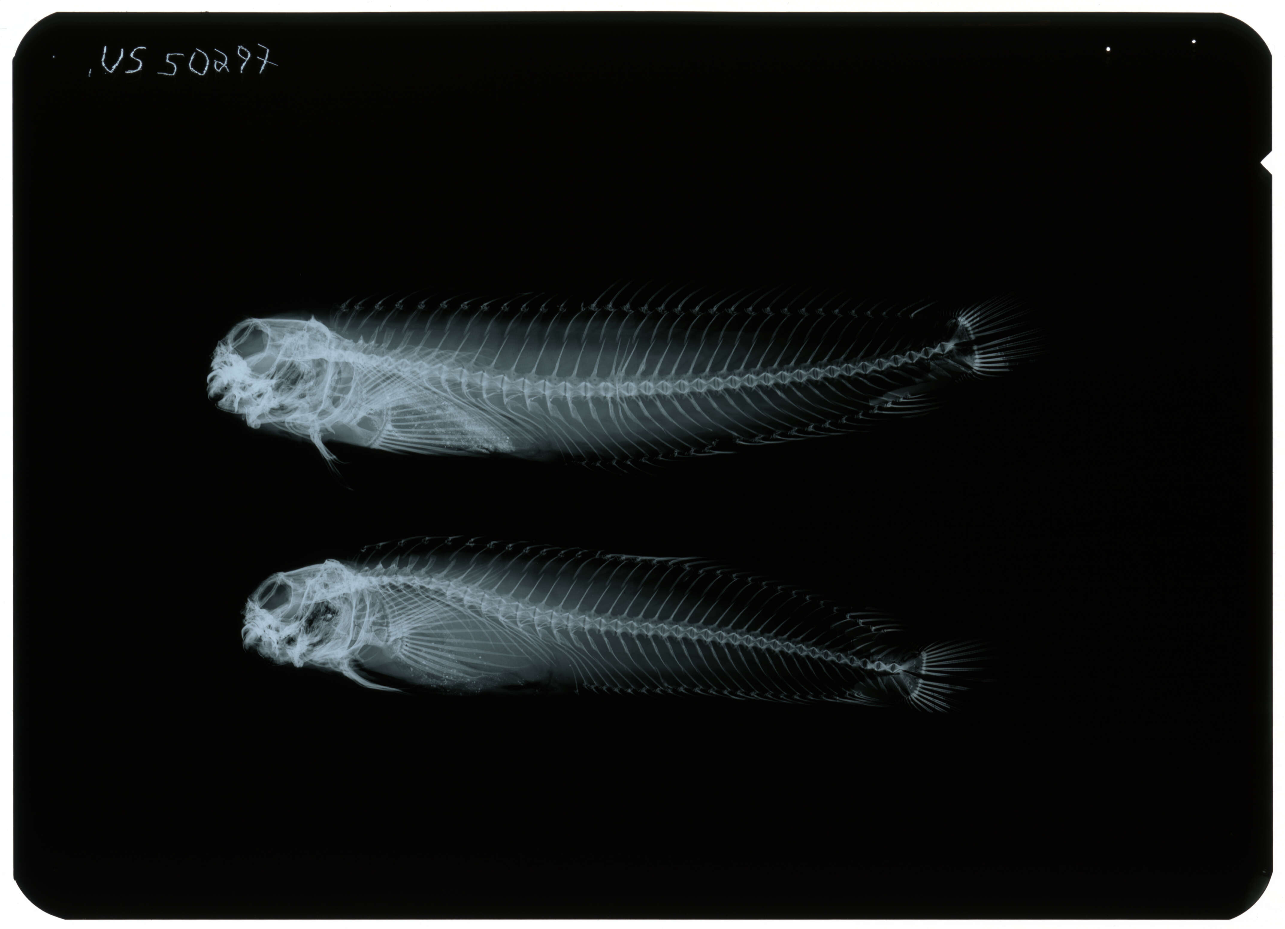 Image of Scartichthys enosimae Jordan & Snyder 1902