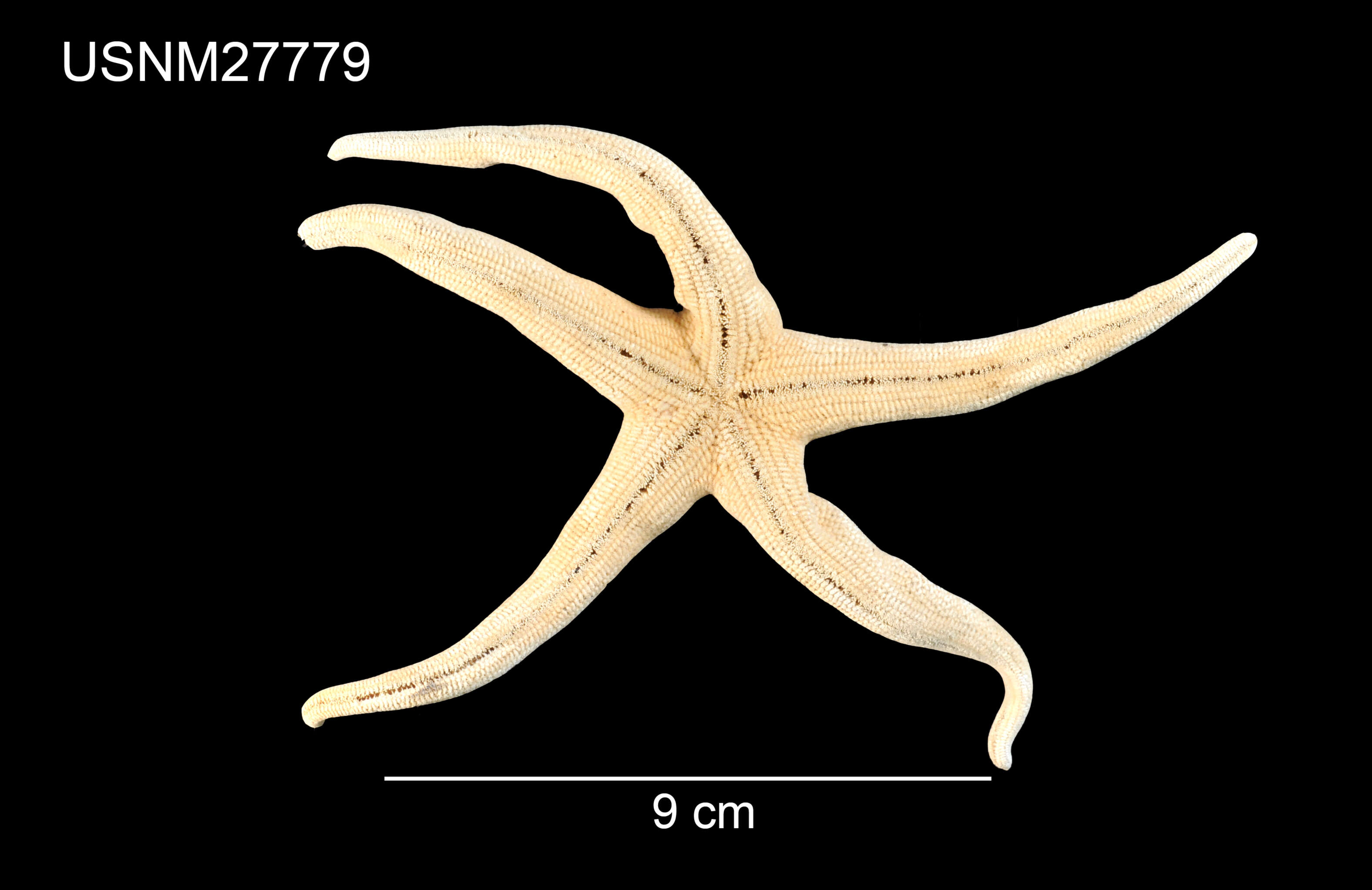 Henricia leviuscula spiculifera (H. L. Clark 1901) resmi