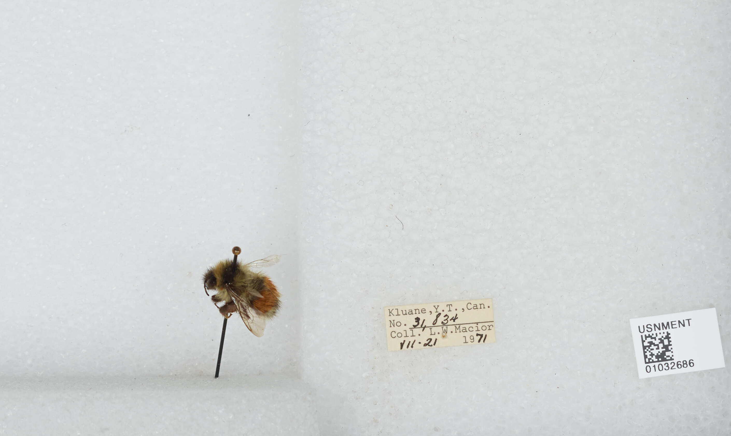 Image de Bombus sylvicola Kirby 1837