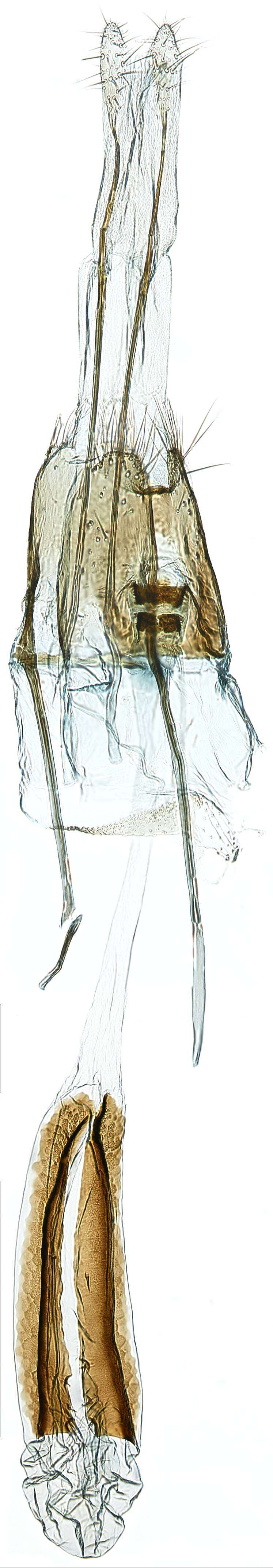 Image de Niditinea fuscella (Linnaeus 1758)