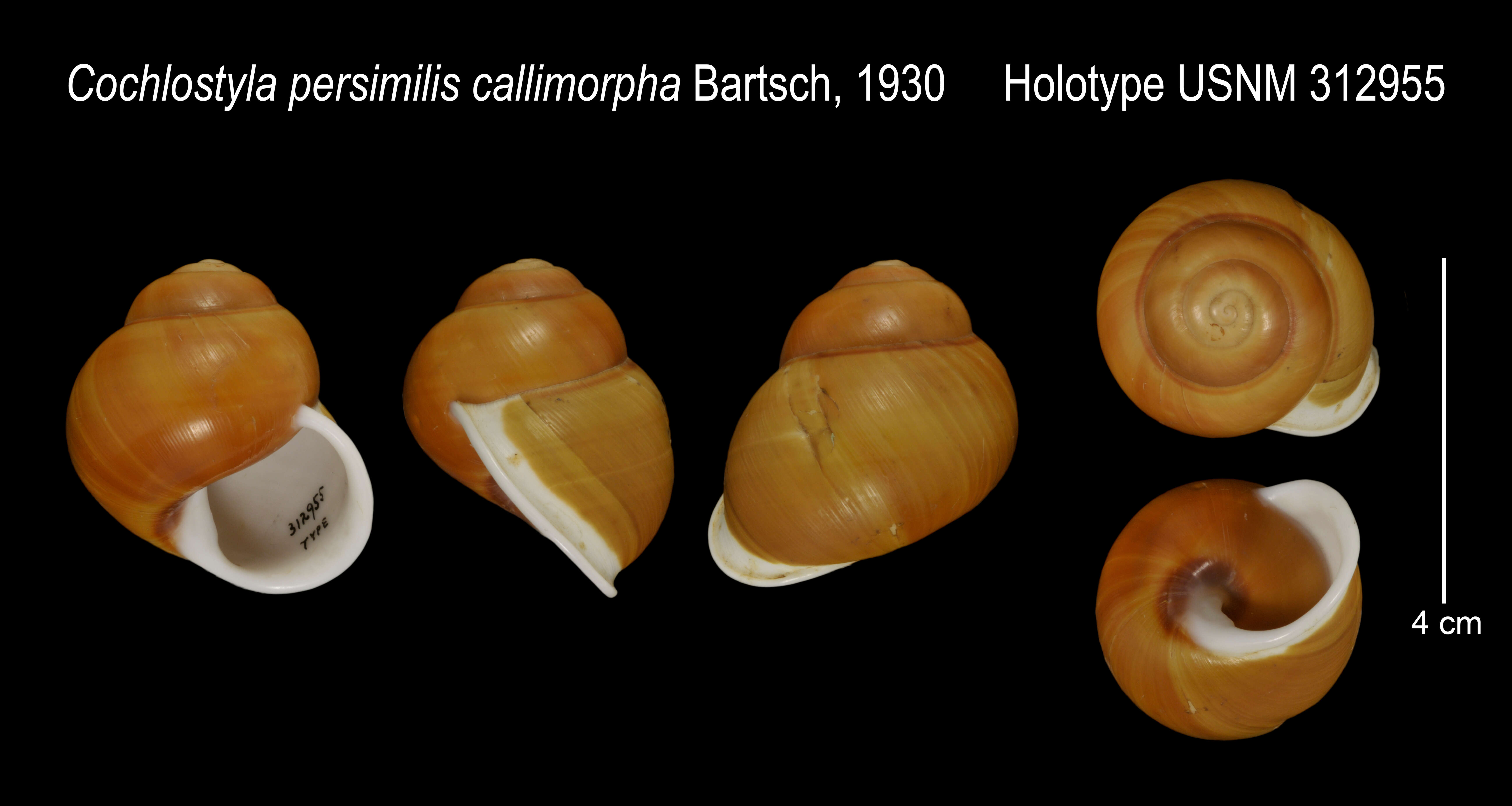 Image de Cochlostyla persimilis callimorpha Bartsch