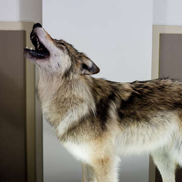 Image of gray wolf