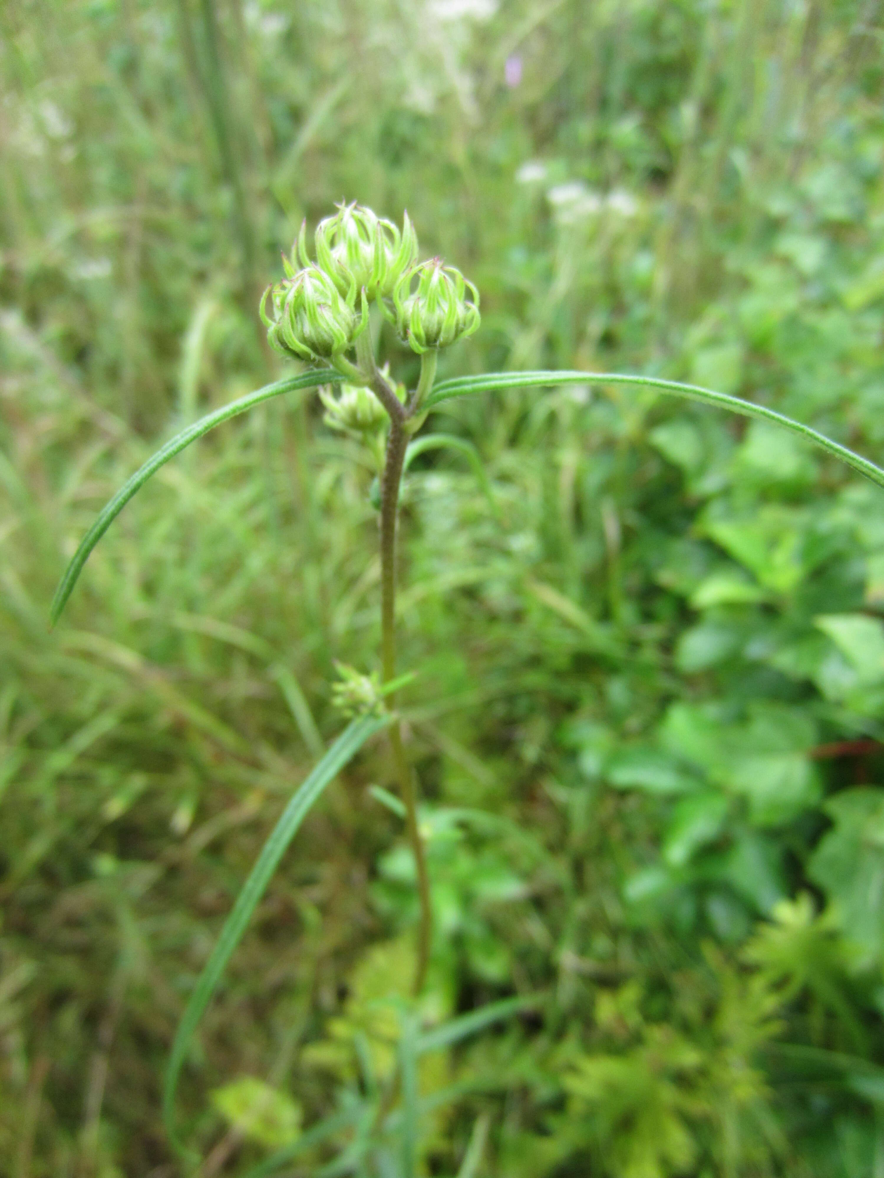 Image of swamp sunflower