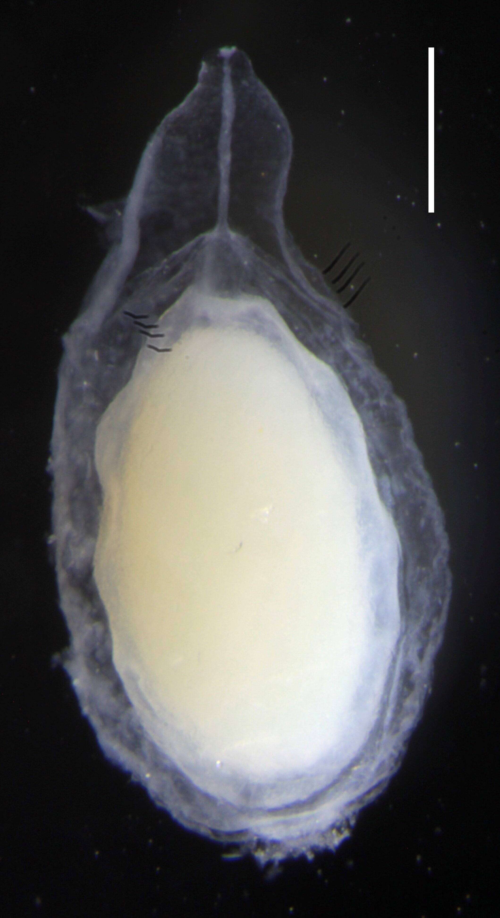 Sivun Resomia ornicephala Pugh & Haddock 2010 kuva