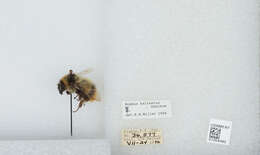 Слика од Bombus balteatus Dahlbom 1832