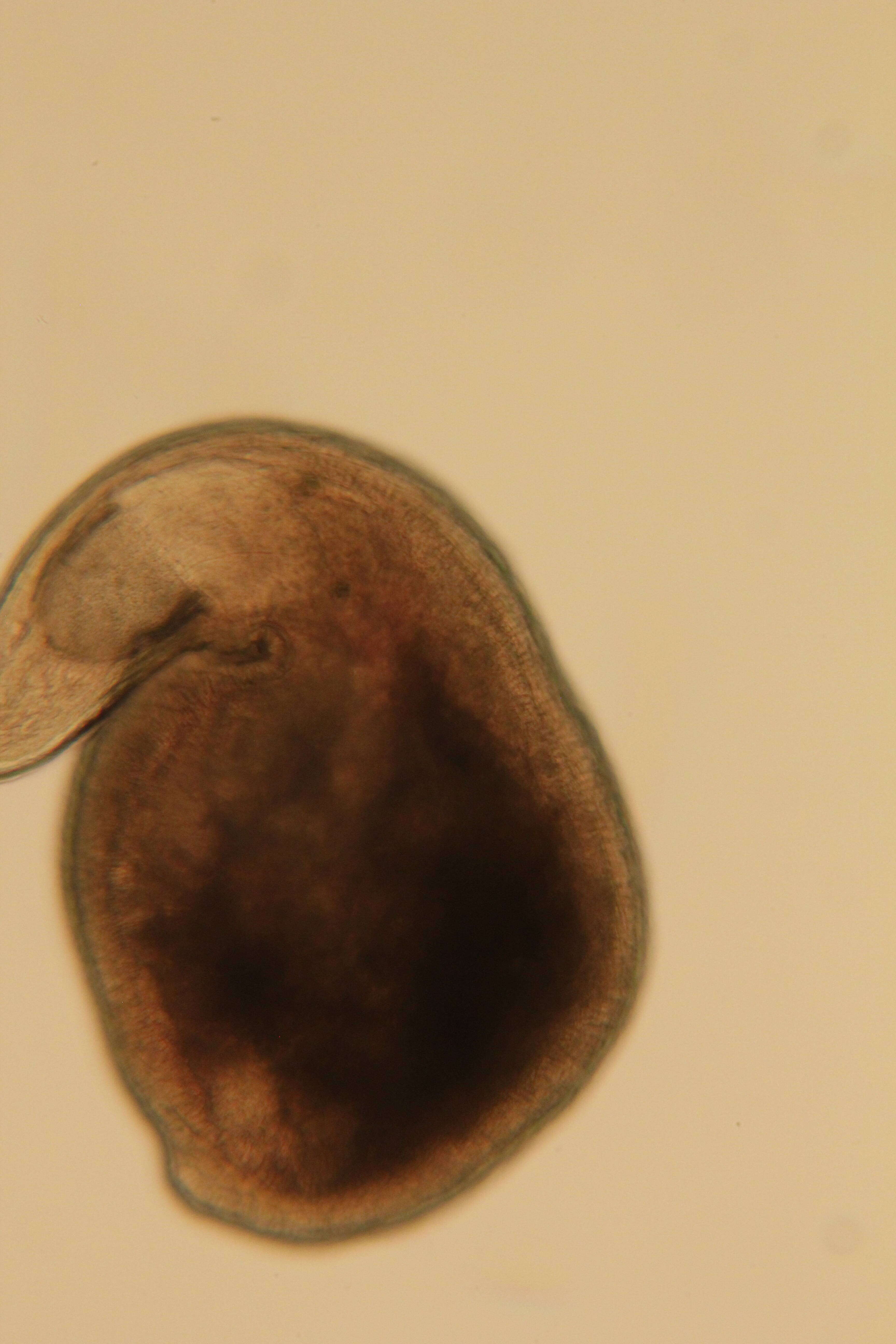 Image of Rhabdocoela