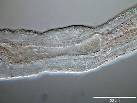 Слика од Cephalodasys interinsularis Kieneke, Schmidt-Rhaesa & Hochberg 2015