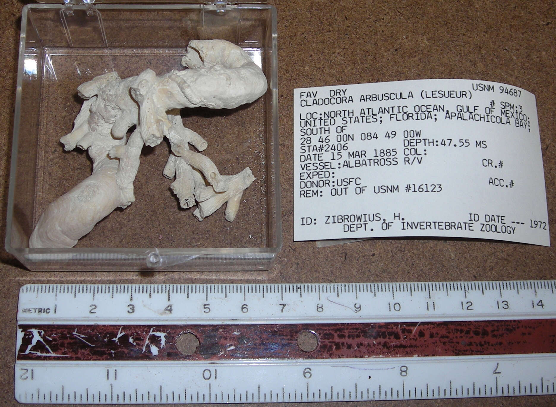 Image de <i>Cladocora arbuscula</i>