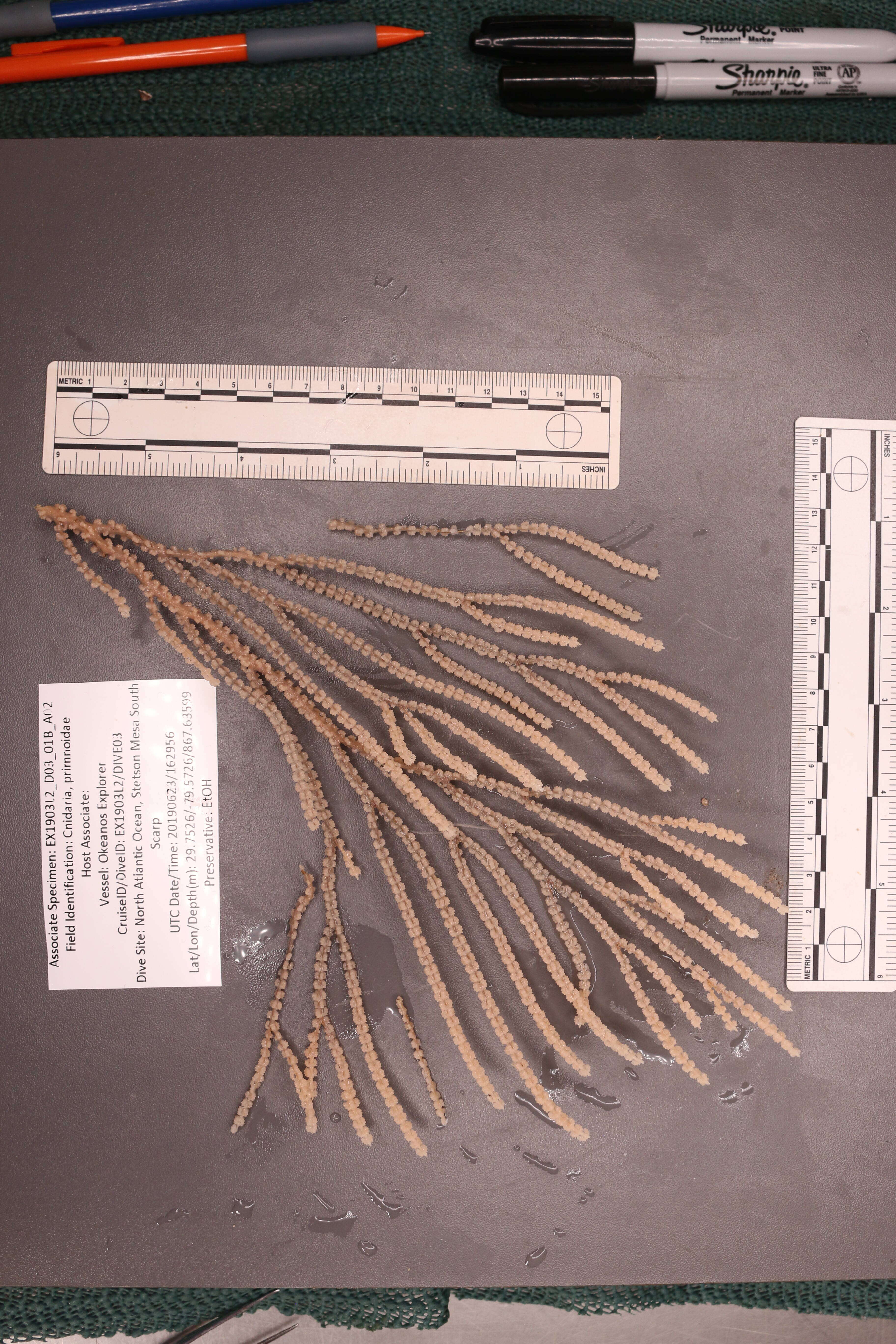 Plancia ëd Narella regularis (Duchassaing & Michelotti 1860)