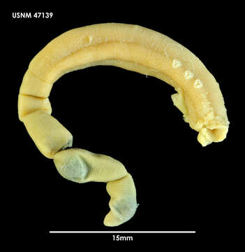 Image of Hauchiella tribullata (McIntosh 1869)