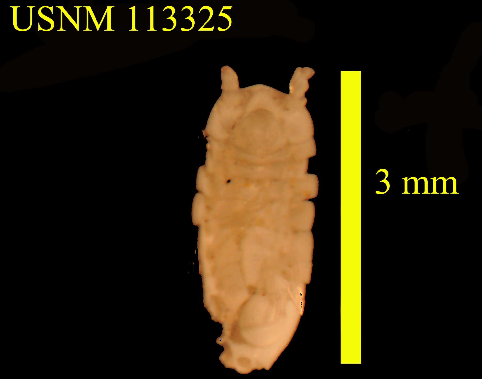 Image of Antennuloniscus subellipticus Menzies & Schultz 1968