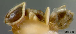 Image of Tapinoma melanocephalum australe