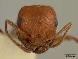 Image of Western Harvester Ant