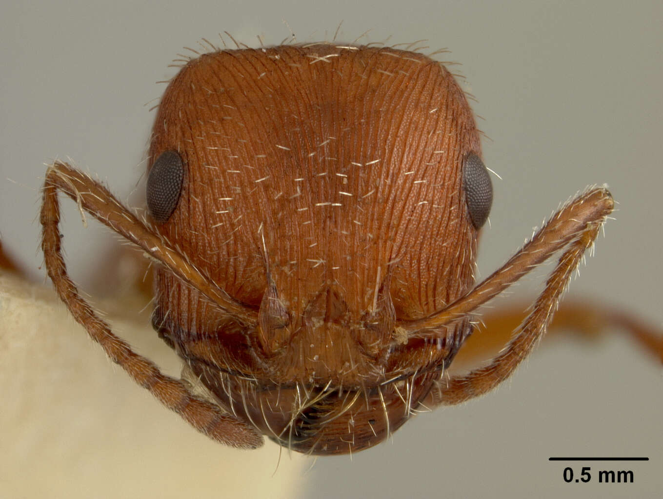 Image of Western Harvester Ant