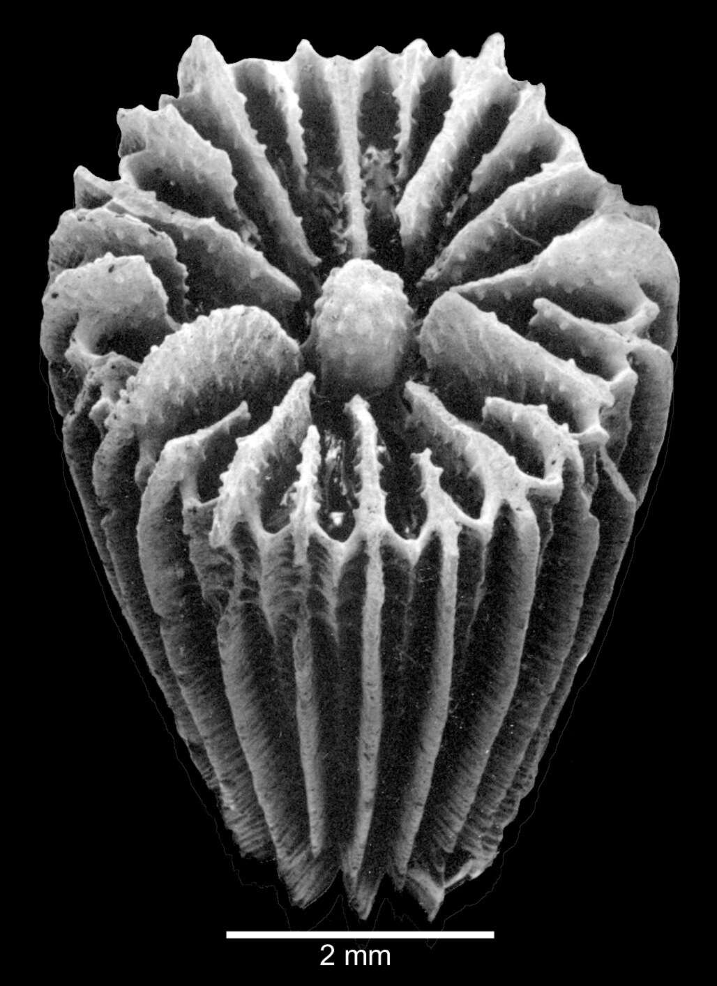 Image of Turbinolia sulcata Lamarck 1816