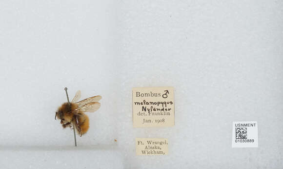 Image of Black Tail Bumble Bee