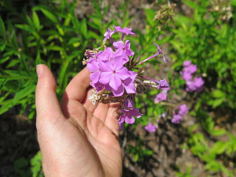 Image of fall phlox