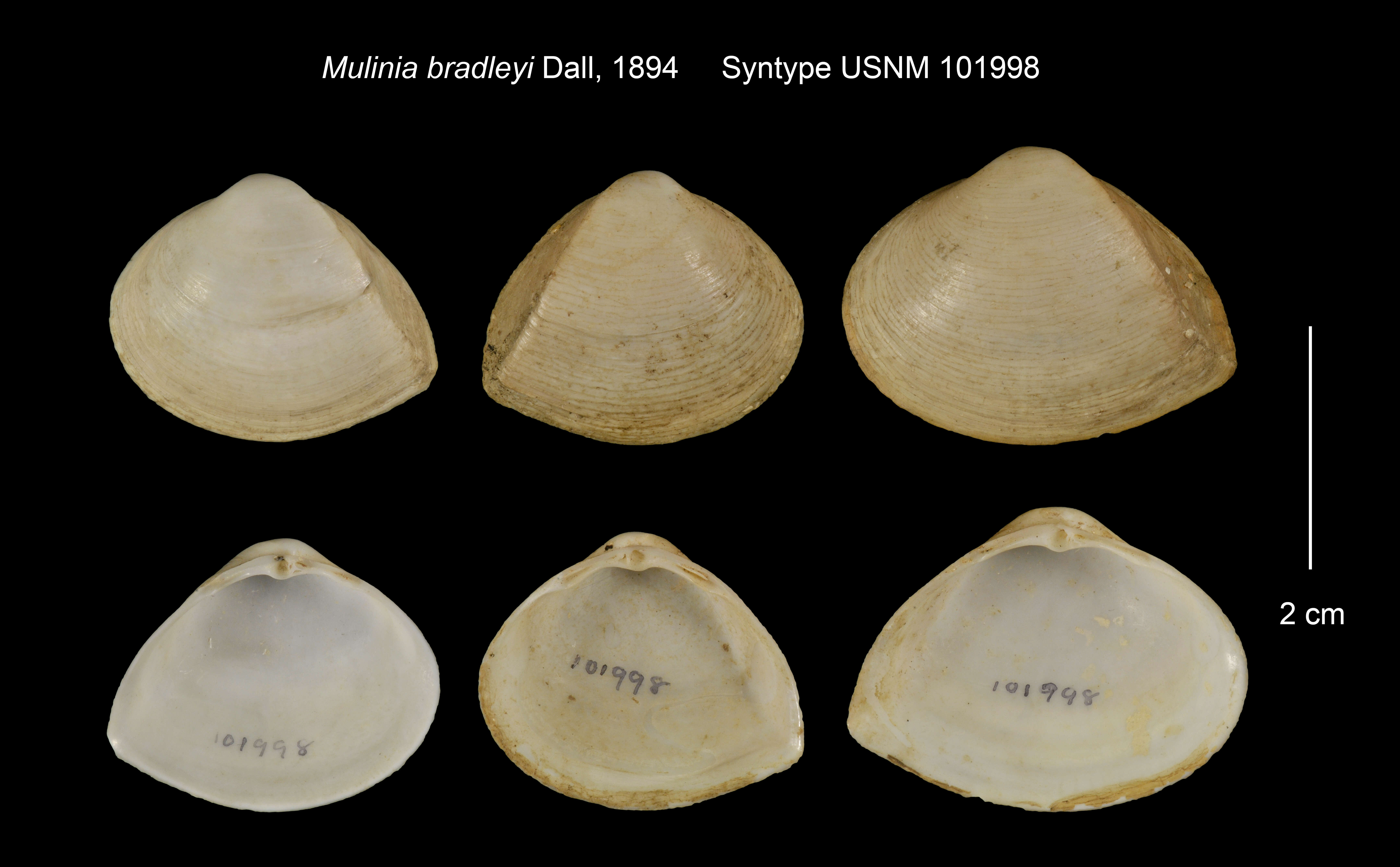 Image de Mulinia pallida (Broderip & G. B. Sowerby I 1829)