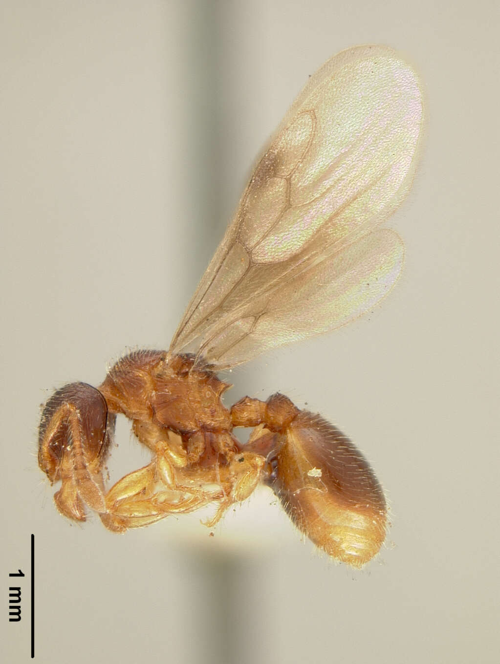 Image of Myrmecina latreillei Curtis 1829