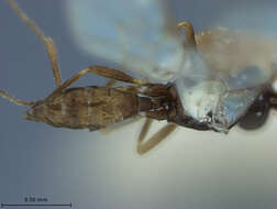 صورة Aphidius obscuripes Ashmead 1889