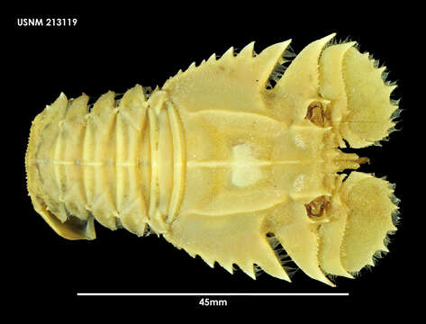 Image of Velvet Fan Lobster