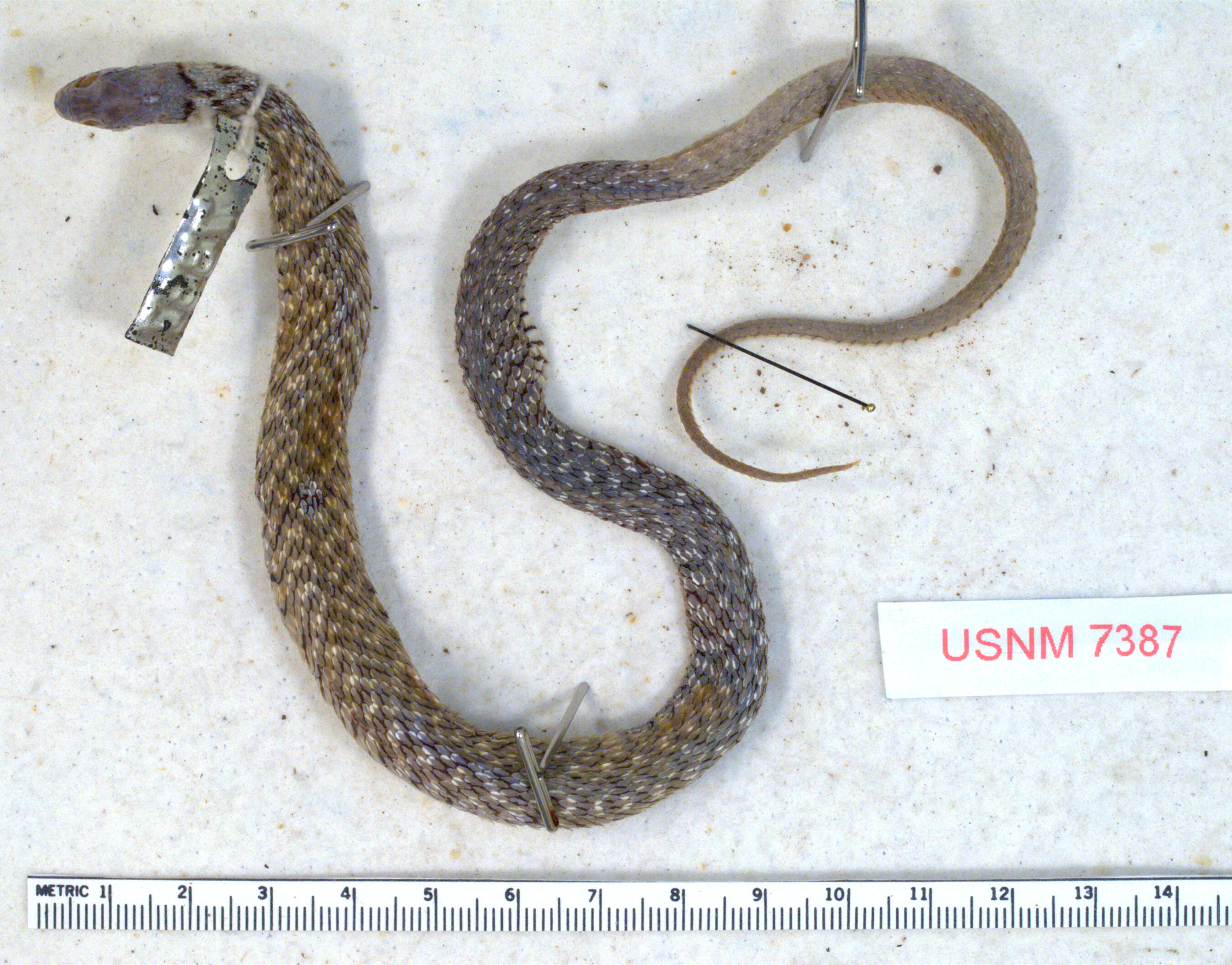 Sivun Xenochrophis flavipunctatus (Hallowell 1861) kuva