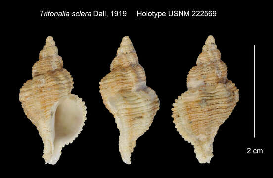 Image de Paciocinebrina sclera (Dall 1919)