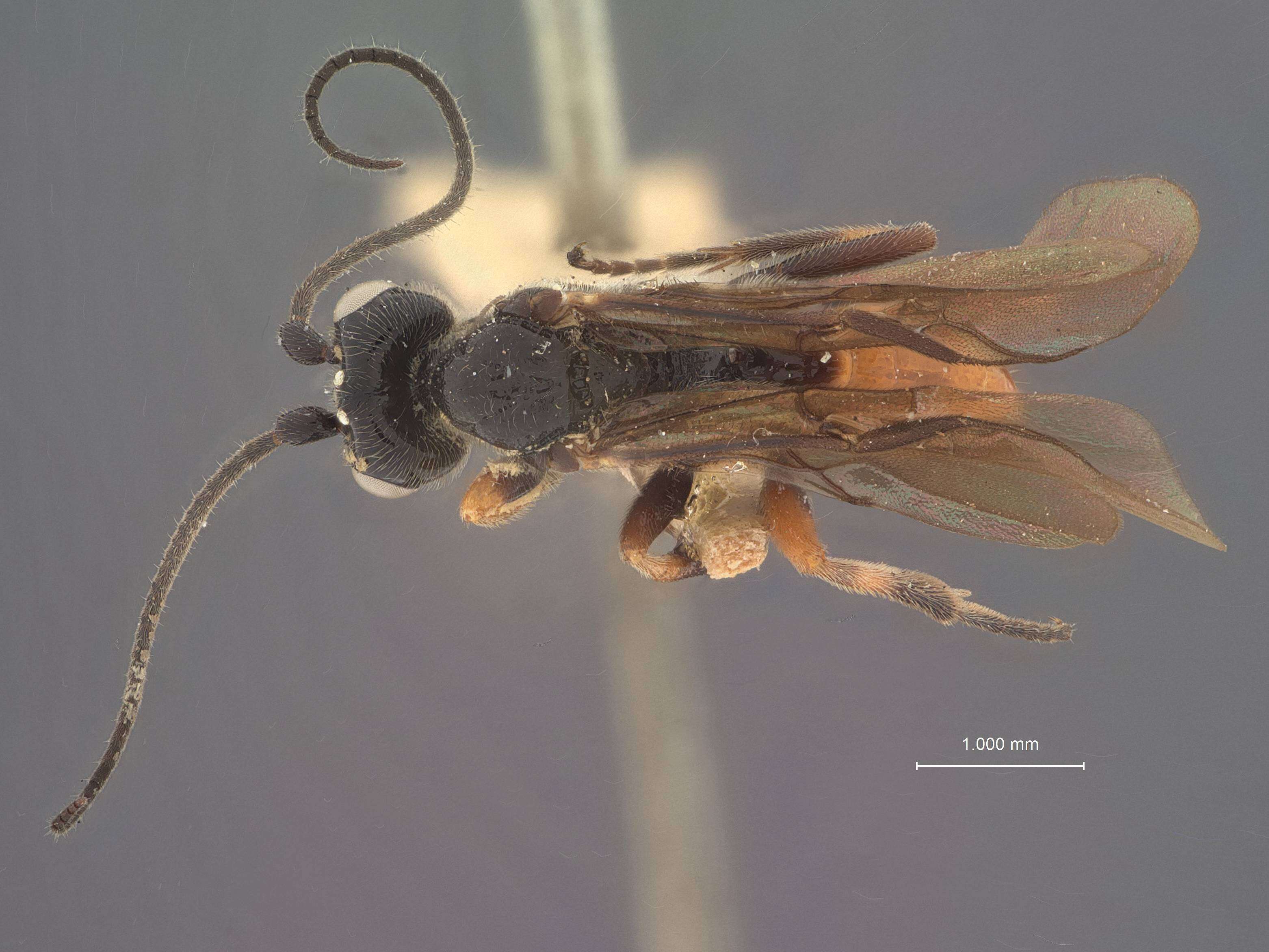 Image of Crassomicrodus nigrithorax Muesebeck 1927