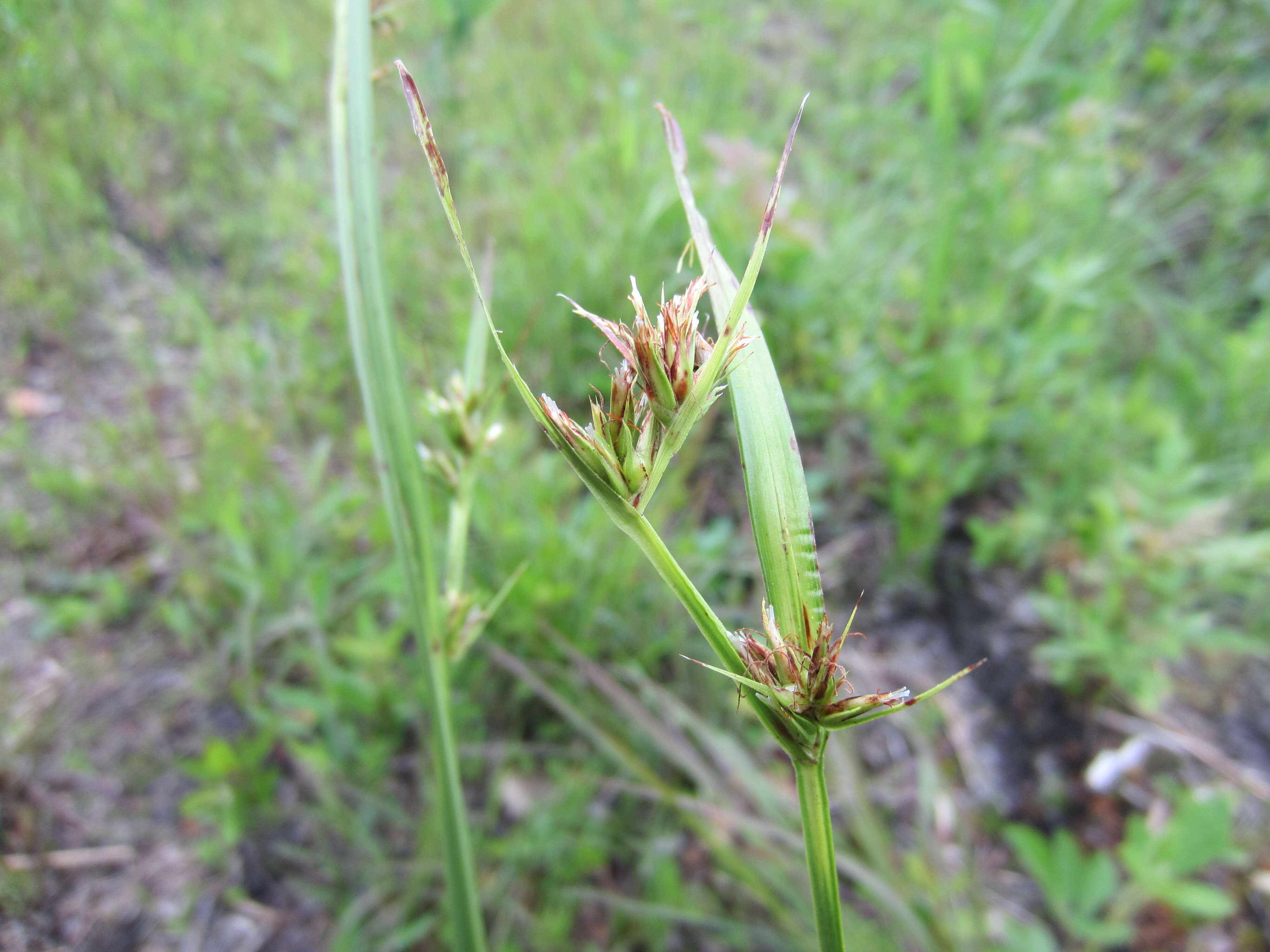 Imagem de Scleria triglomerata Michx.