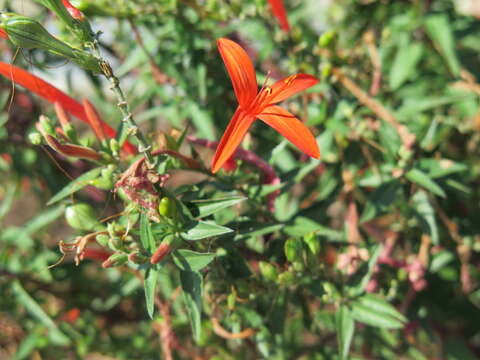 Anisacanthus quadrifidus var. wrightii (Torr.) J. Henrickson resmi