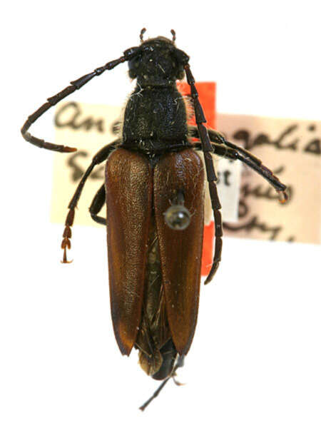 Image of Strangalia serricornis Casey 1924