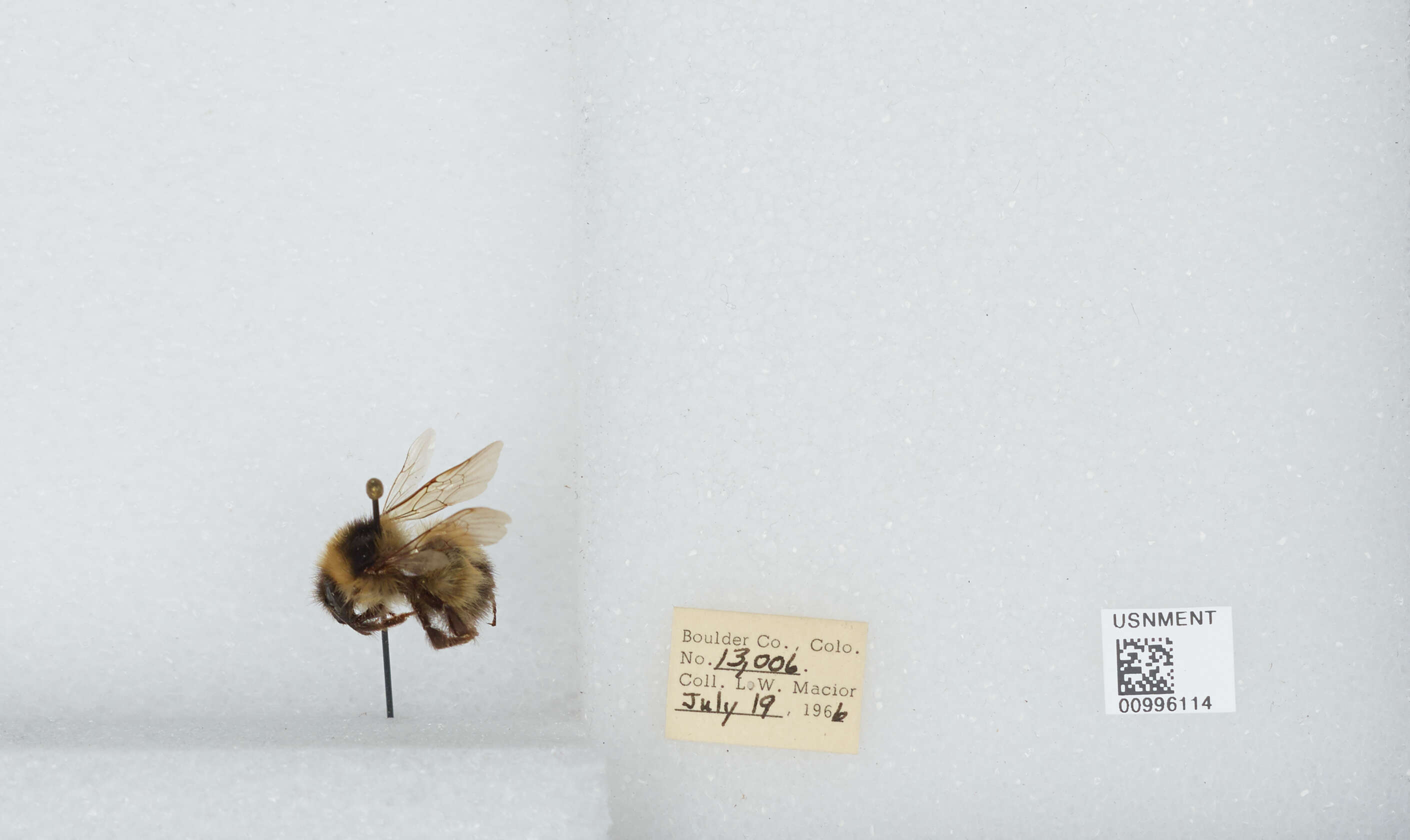 Слика од Bombus balteatus Dahlbom 1832