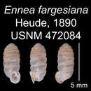 Image of Sinoennea fargesiana (Heude 1890)