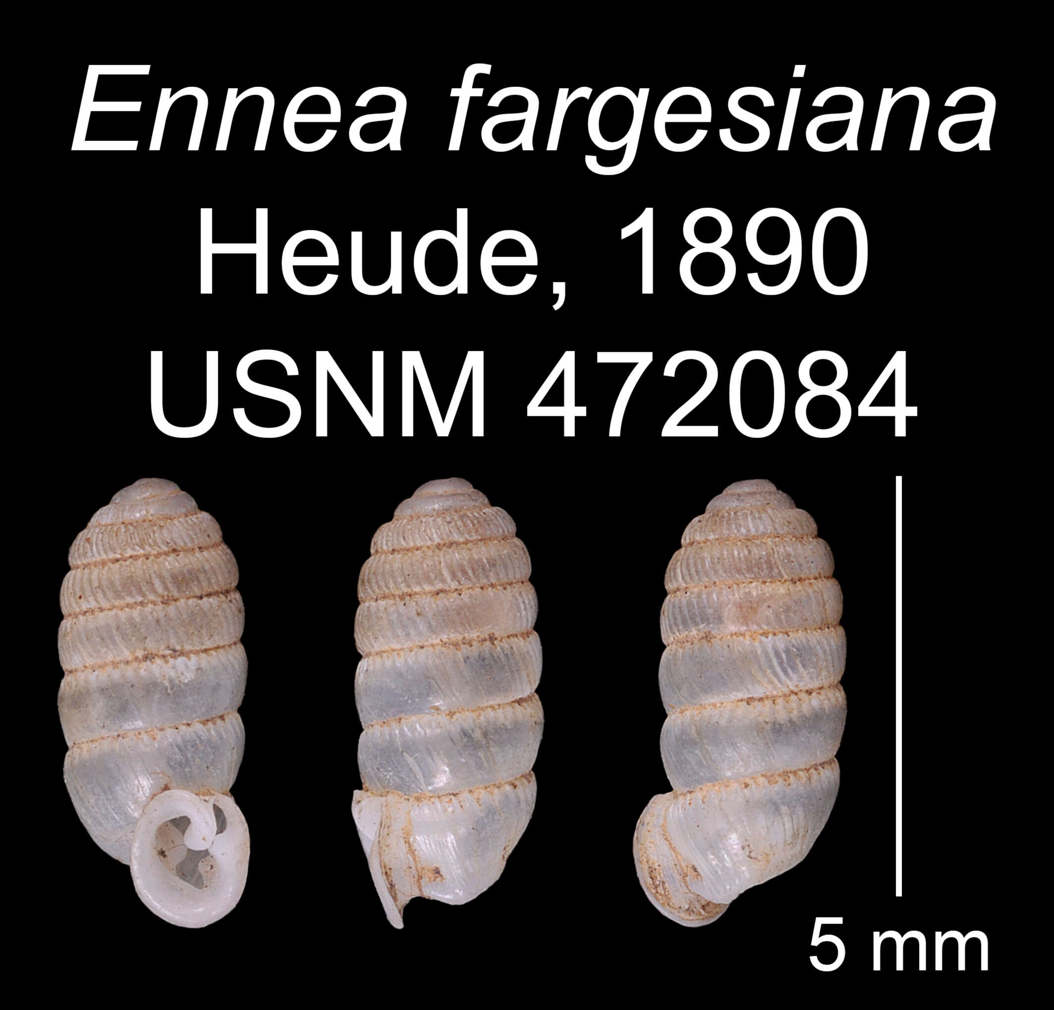 Image of Sinoennea fargesiana (Heude 1890)