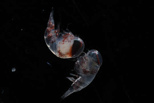 Image of Amphipoda