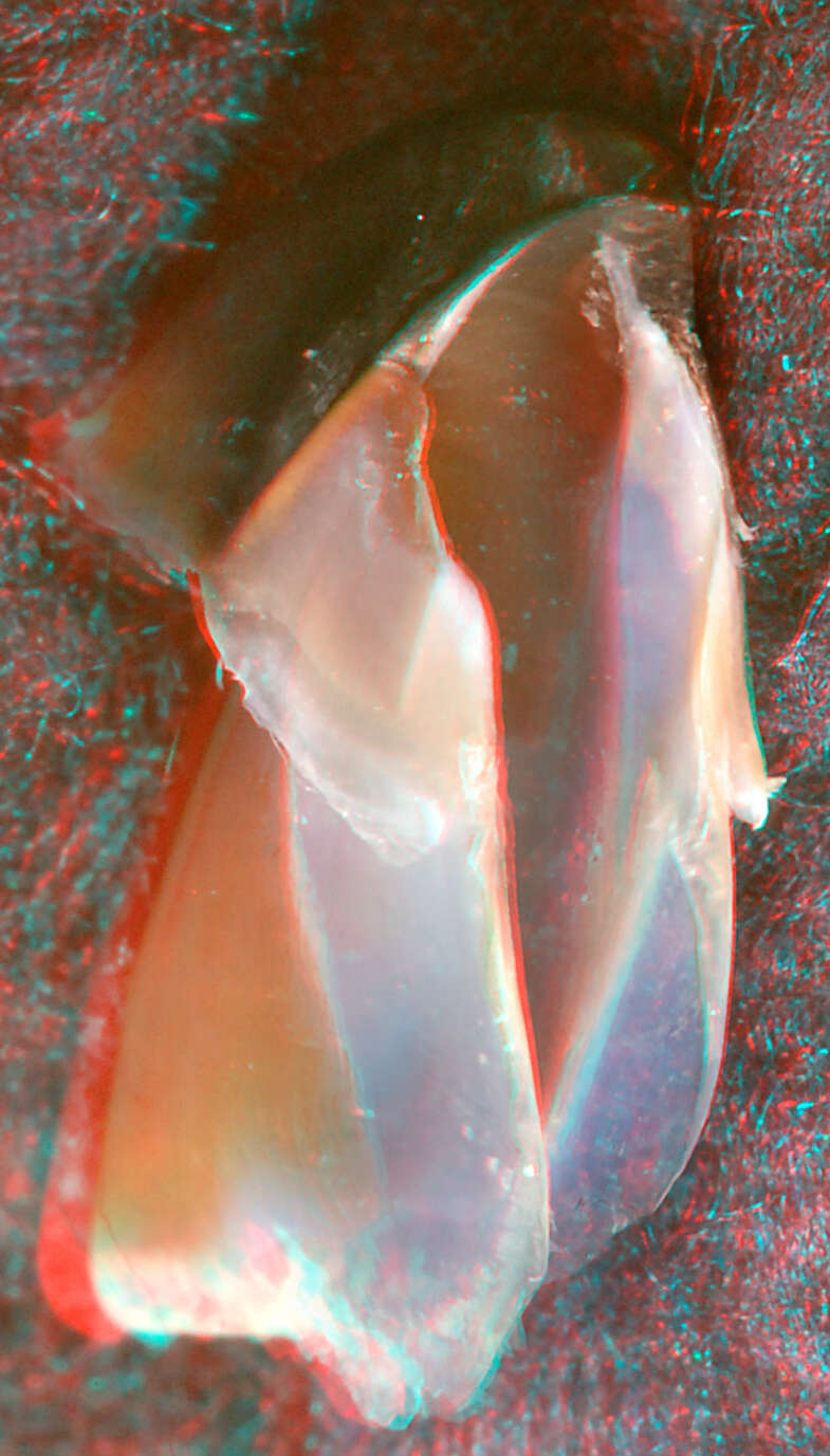 صورة Pholidoteuthis massyae (Pfeffer 1912)