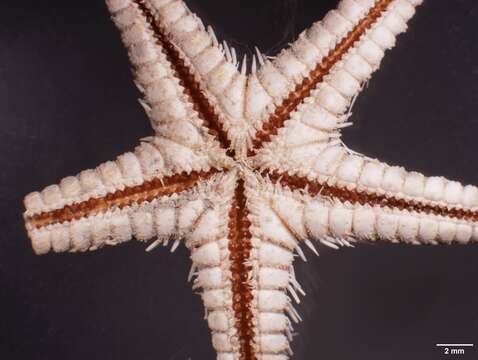 Image of Astropecten karankawai Lawrence et al. 2018