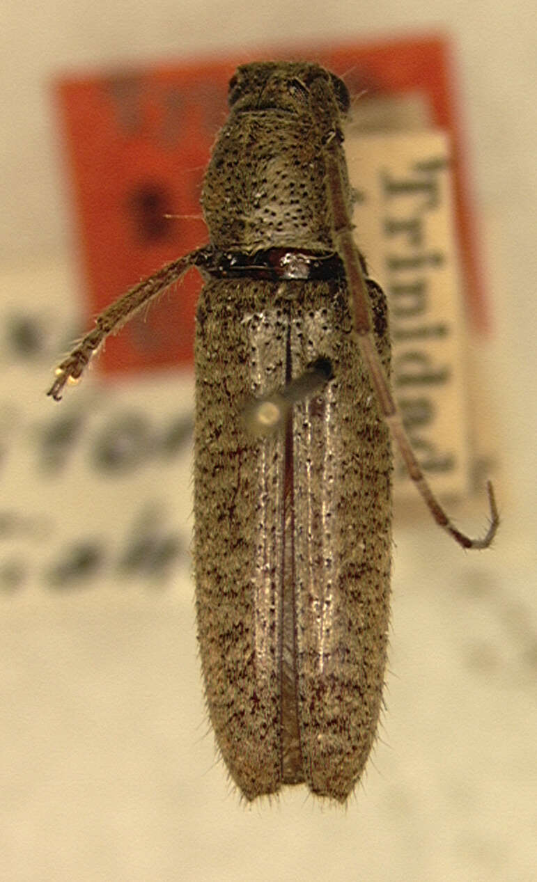 Image of Ataxia uniformis Fisher 1926