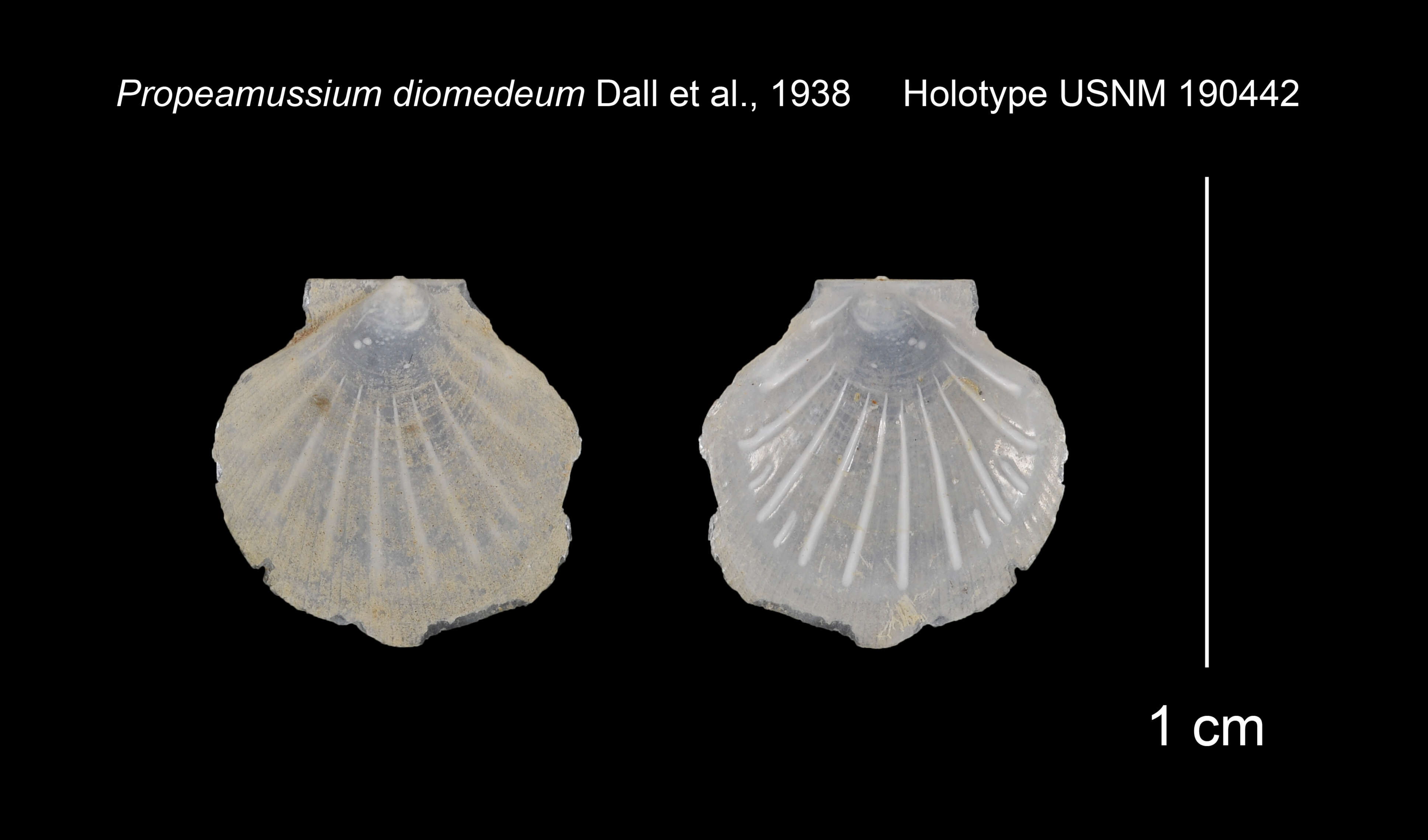 Sivun Parvamussium diomedeum (Dall, Bartsch & Rehder 1938) kuva