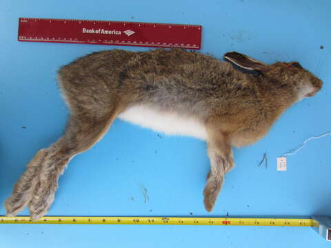 Imagem de Lepus americanus americanus Erxleben 1777